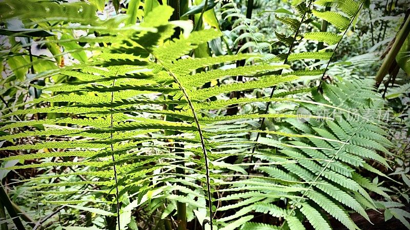 热带雨林中绿色生长的鸵鸟蕨类/蕨类/羽毛球蕨类/蕨类